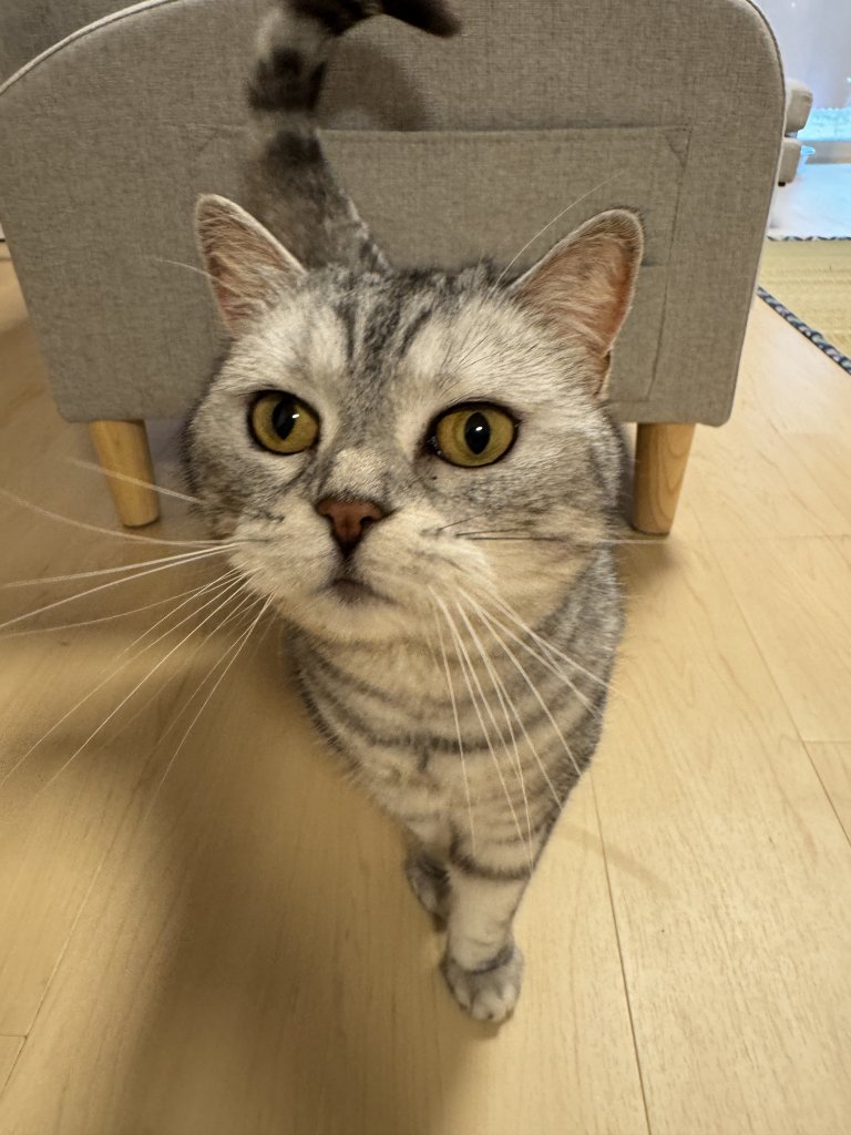 猫ちゃんと暮らす家へ